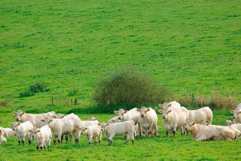 Charolais cattle