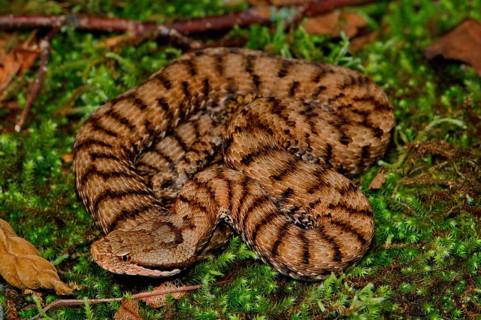 Female Alpine Viper
