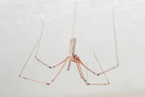 Trembling spider