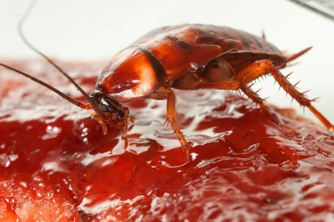 Cockroach