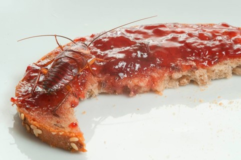 Cockroach
