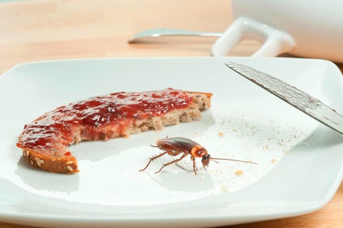 Cockroach