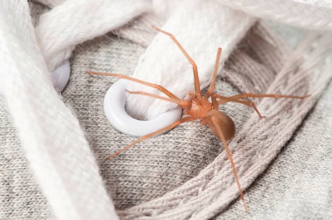 House spider on shoe