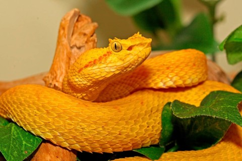 Schlegel's lance viper