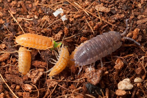 European woodlouse