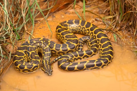 Yellow Paraguay Anaconda
