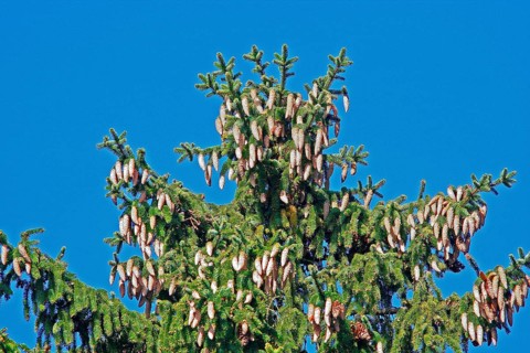 Spruce with heavy fruiting and yellowed shoots