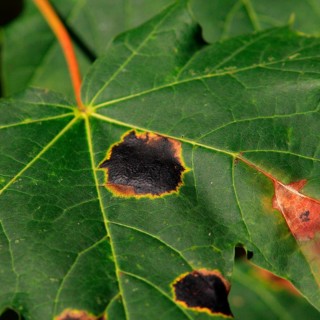 Tar spot disease