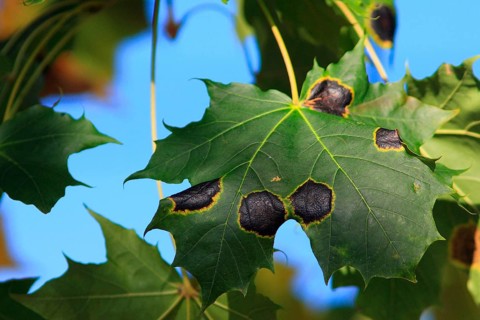 Tar spot disease