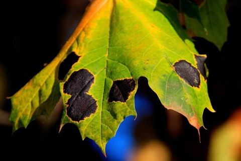 Tar spot disease