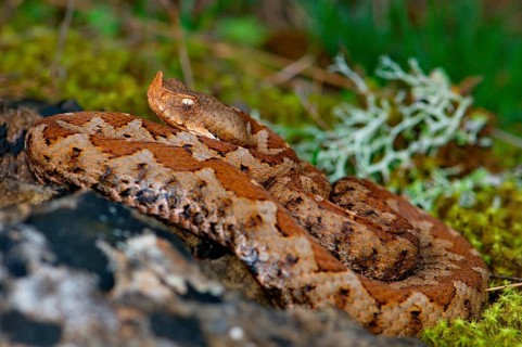 Southern horned viper