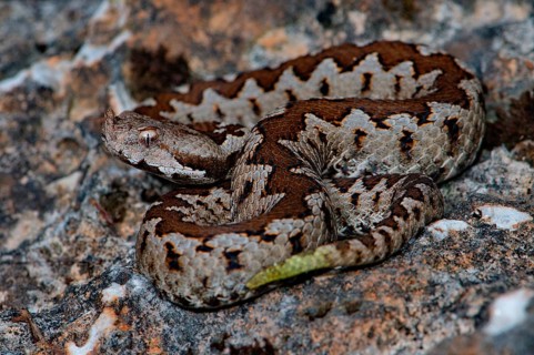 Young horned adder