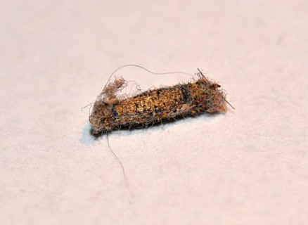 Clothes Moth Bag