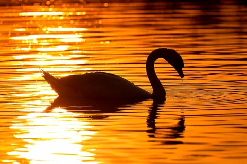Mute Swan