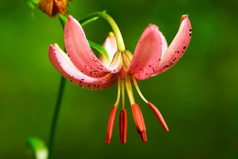 Dwarf lily