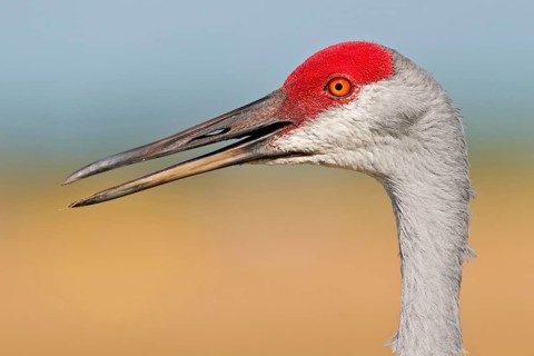 Canada crane