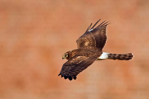Hudson Harrier
