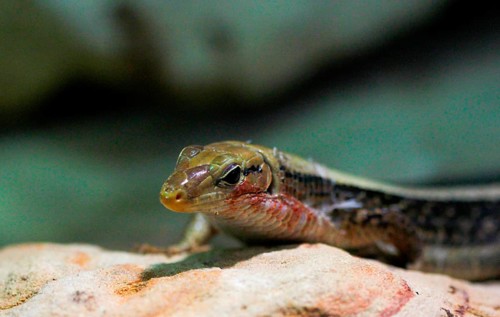 Broad-tailed Shield Lizard