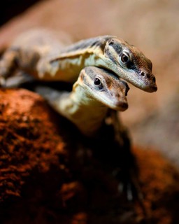 Glauterts rock monitors