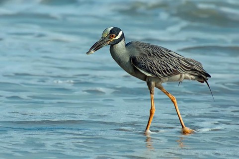 Crab Heron