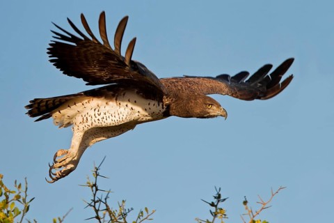 Martial Eagle