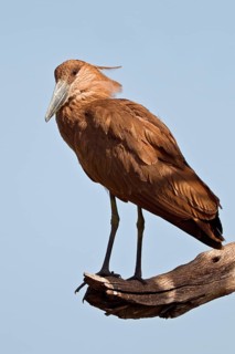 Hamerkop
