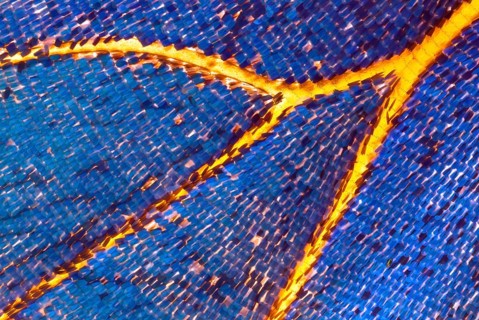 Butterfly scales