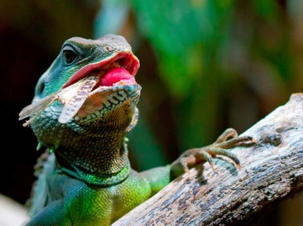 Green water dragon