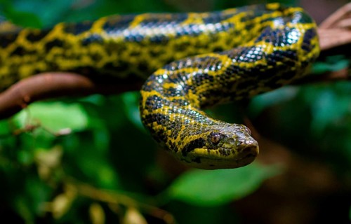 Yellow anaconda