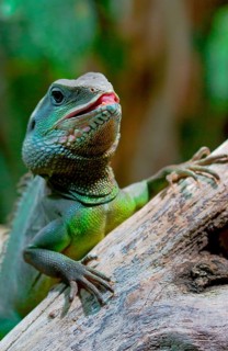 Green water dragon