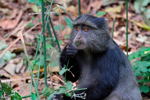 Diademed monkey
