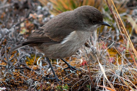 Alpine Wheatear