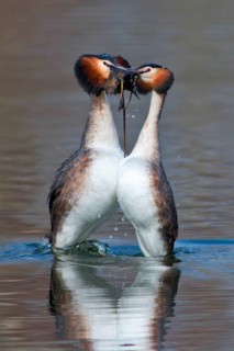 Great Crested Grebe