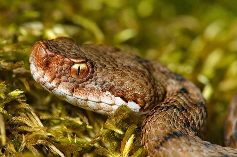Aspisviper