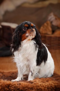 King Charles Spaniel