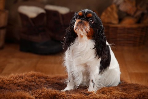 King Charles Spaniel
