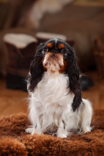 King Charles Spaniel