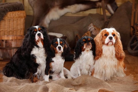 King Charles Spaniel and Cavalier King Charles Spaniel