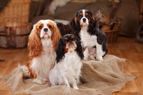 King Charles Spaniel and Cavalier King Charles Spaniel with puppy