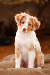 Miniature Australian Shepherd