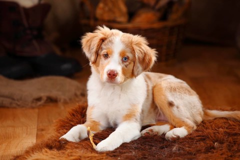 Miniature Australian Shepherd