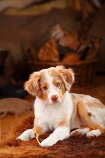 Miniature Australian Shepherd