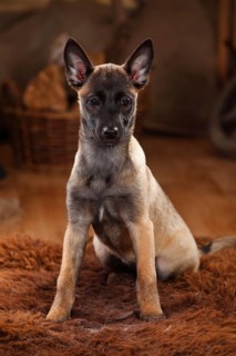 Malinois