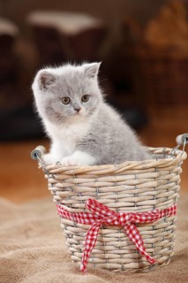 British Shorthair