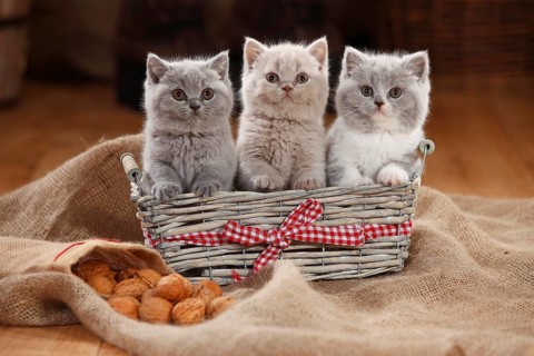 British Shorthair