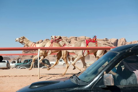 Bedouin watches official camel race in Wadi Rum from car
