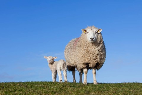 Frisian dairy ewe with white lamb in a meadow
