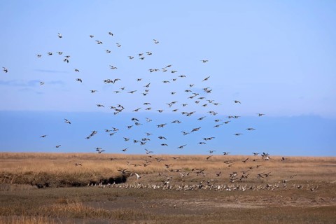 European golden plover