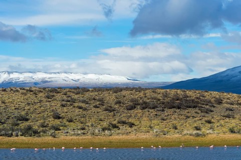Chilean chilean flamingo