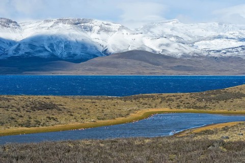 Chilean chilean flamingo